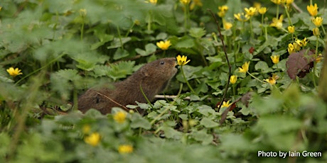 London Water Vole Recovery Programme Launch primary image