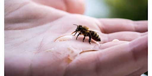 Bienenluft schnuppern: Schnupperkurs in Erfurt von den Stadtbienen primary image