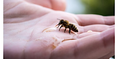 Hauptbild für Bienenluft schnuppern: Schnupperkurs in Köln von den Stadtbienen