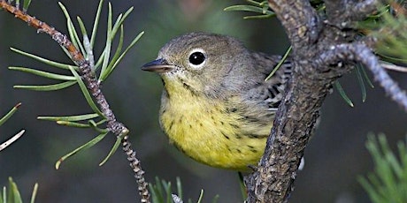 Kirtland’s Warbler Successional Forest Restoration Seed Collection Event