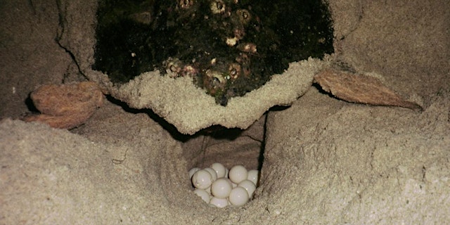 Image principale de 2026 Turtle Walk Program