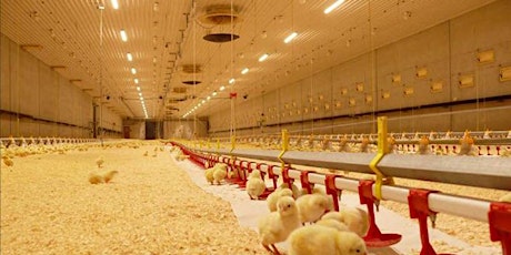 Primaire afbeelding van Energy and Cost Share Opportunities for Commercial Poultry Growers