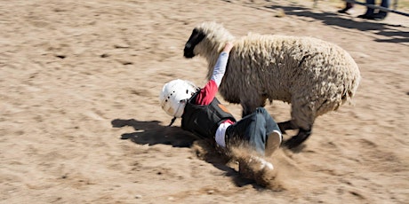 Park County Fair Mutton Bustin'-Before Ranch Rodeo