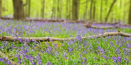 Birdsong & Bluebells