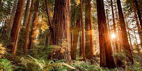 Journée de distribution d'arbres gratuits 2023 Free Tree Giveaway primary image