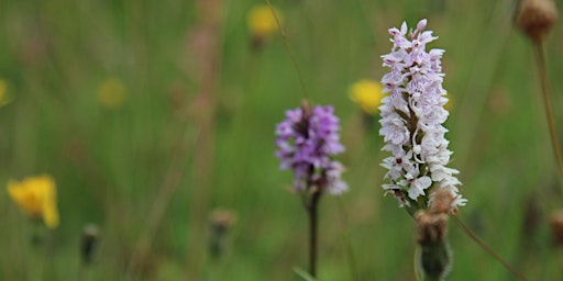 Imagen principal de Walking the Landscape: Orchids of Arnside