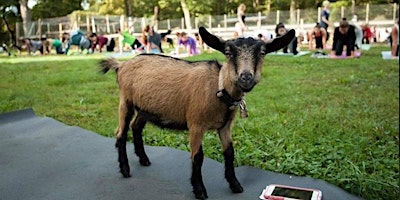 Yoga with Goats 2024 primary image