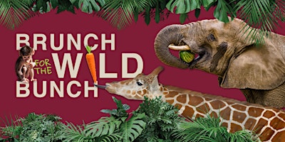 Brunch for the Wild Bunch: 11:00am Giraffe Feeding - May 18, 2024 primary image