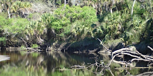 Primaire afbeelding van EcoWalk: Unique Preserves of Sarasota County - Sleeping Turtles South
