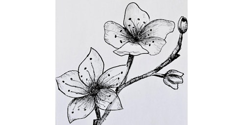 Online - Cherry Blossom Drawing Class primary image
