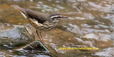 Dr. Mack Frantz Lecture on Response of Louisiana Waterthrush and their Benthic Prey to Shale Gas Development primary image