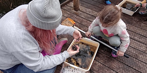 Dyke Dipping at NWT Hickling Broad (EDU FAMILY) primary image