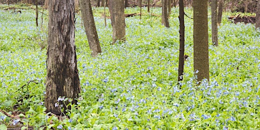 Image principale de Finding Flowers