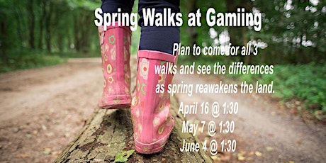 Spring Walks at Gamiing