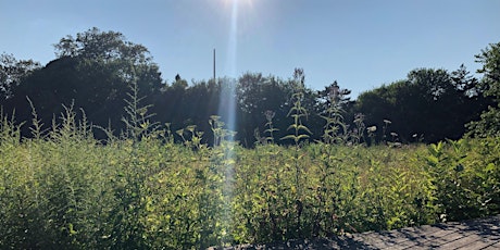 Meadow Mythology Walk primary image