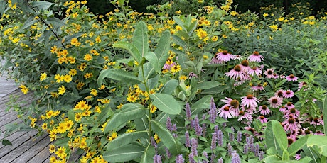 Summer Meadow Ecology Walk primary image