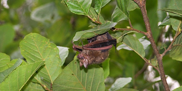 Junior Ranger Jr. Bats in the Night