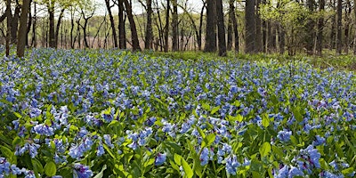 Spring Wildflower Walk! primary image