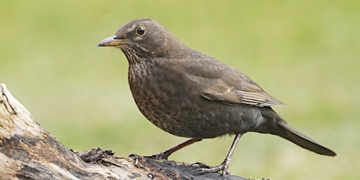 Imagem principal do evento Birding Walk at Kensington Metro Park