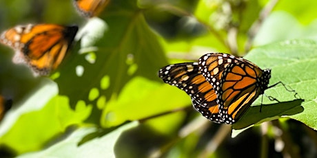 Primaire afbeelding van Nature Without Borders – Wondrous Migration of Monarch Butterflies (online)