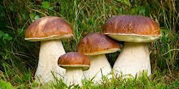 Wild food and medicinal plant walk **Off-site event**