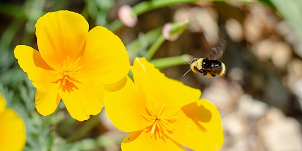 Bring Back the Pollinators: What You Need to Know to Save Native Bees