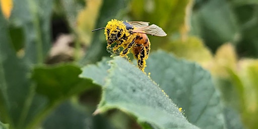 Hauptbild für City Nature Challenge 2024 South Bay ID Party