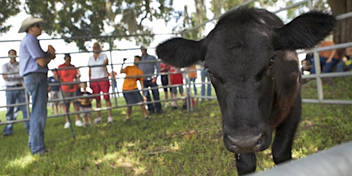 Imagem principal do evento 15th Annual UF/IFAS Range Cattle REC Youth Field Day