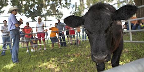 14th Annual UF/IFAS Range Cattle REC Youth Field Day