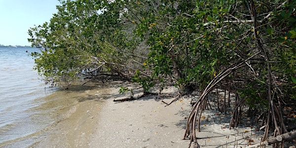 EcoWalk: Mangroves