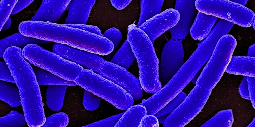 Image principale de Fall 2025 CD 101: Communicable Disease Control - The Basics