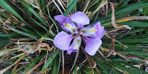 Imagem principal de May Tour of Elizabeth Gamble House and Garden