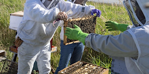 Image principale de Hands-in-the-Hives Beekeeping & Mentorship Series - Beginner Beekeepers