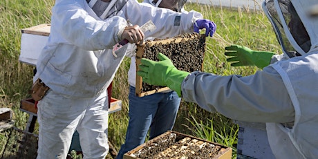 Hauptbild für Hands-in-the-Hives Beekeeping & Mentorship Series