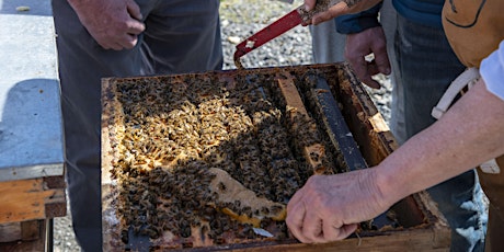 Imagem principal de Basics in the Apiary: Inspecting Techniques, Tool Use, Queen Handling, etc