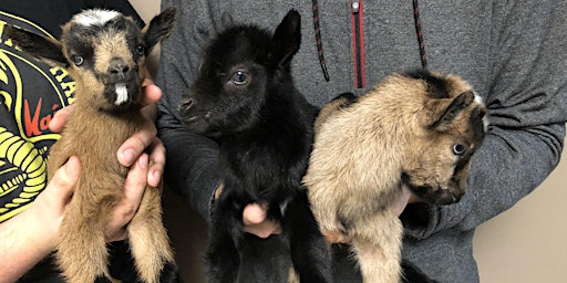 Image principale de Goat Gaggle- come play and cuddle with baby goats!