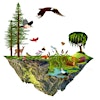 Logotipo da organização Prosperity Forest