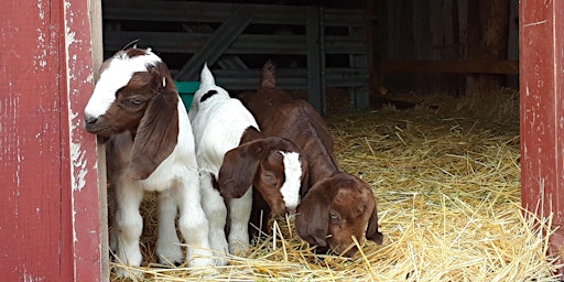 Primaire afbeelding van Goat Cuddling- Baby Goats!! Your own private group. Up to 10 guests.