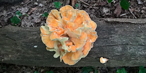 Sydenham Hill Wood October Fungi Walk