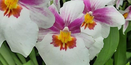 Guided Tour of National Orchid Garden, Singapore Botanical Gardens