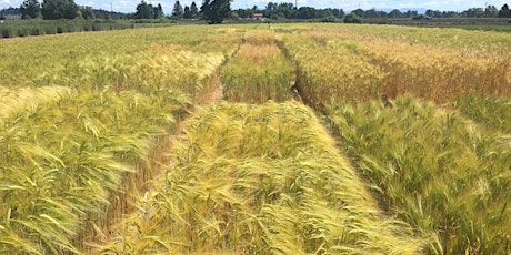 Northeast Barley Sheds Its Hull: Brew and Bake with Naked Barley primary image