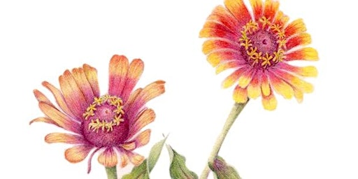 Imagem principal do evento Drawing Sun-Flowers