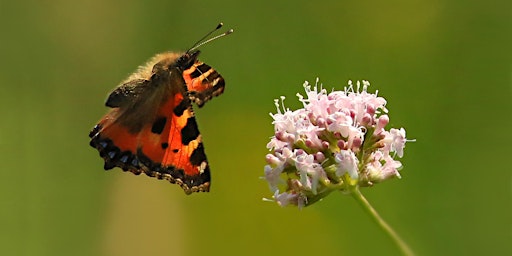 Family Workshop: Beautiful Butterflies primary image