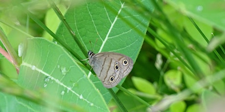 NABA's Annual Fourth of July Butterfly Count