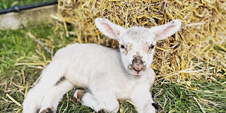 Meet the Lambs - extra Easter holiday dates! primary image
