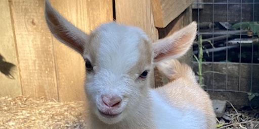 Goat Yoga Nashville- Awesome August primary image