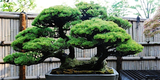 Bonsai for Beginners primary image