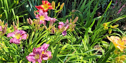 Growing Daylilies in the Pacific Northwest primary image