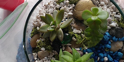 Succulent Terrariums at Bike Dog on Broadway with Creatively Carrie!