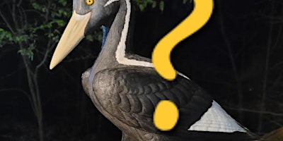 Is the Ghost Bird really a ghost?
